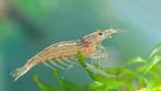 ZOEK willekeurige garnalen, Dieren en Toebehoren, Vissen | Aquariumvissen, Kreeft, Krab of Garnaal, Zoetwatervis