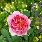 Engelse roos 'Boscobel'. Heerlijk geurend. Tuinplant, terras, Overige soorten, Volle zon, Vaste plant, Ophalen of Verzenden