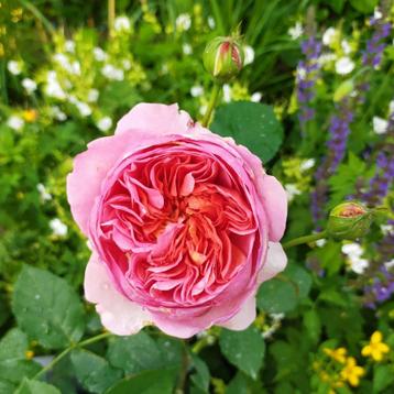 Engelse roos 'Boscobel'. Heerlijk geurend. Tuinplant, terras beschikbaar voor biedingen