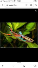 Guppy’s vorkstaart., Dieren en Toebehoren, Vissen | Aquariumvissen, Vis, Zoetwatervis, Schoolvis