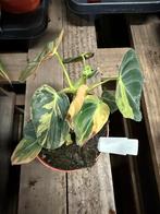 Philodendron Melanochrysum Variegata - Unieke Kans!, Huis en Inrichting, Ophalen of Verzenden