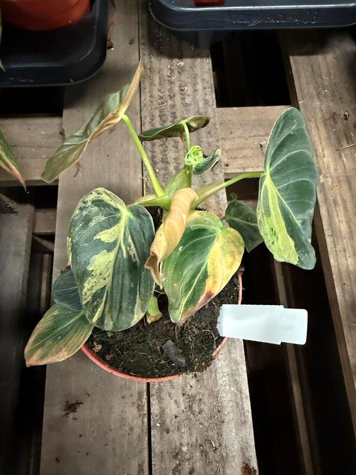 Philodendron Melanochrysum Variegata - Unieke Kans!, Huis en Inrichting, Kamerplanten, Ophalen of Verzenden