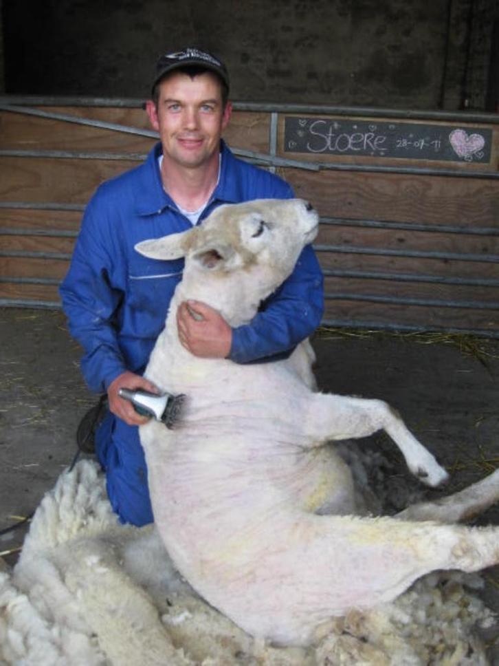 Schapen scheren, alpaca’s scheren, geiten hoefjes bekappen, Diensten en Vakmensen, Dieren | Overige | Verzorging, Oppas en Les