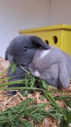 Heel lief koppeltje (ram & voedster) nu 3.5 week oud!, Dieren en Toebehoren, Meerdere dieren, Dwerg