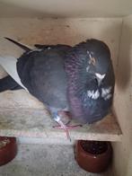 Doffer, Dieren en Toebehoren, Vogels | Duiven, Mannelijk, Kropper