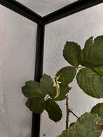 Wandelend blad, Dieren en Toebehoren, Insecten en Spinnen, Overige soorten