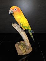 Opgezette zonparkiet, Verzamelen, Dierenverzamelingen, Ophalen of Verzenden, Nieuw, Vogel, Opgezet dier