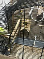 Cubavineken koppel, Dieren en Toebehoren, Meerdere dieren, Kleurkanarie