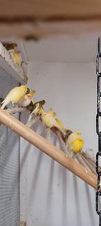 Vogels, Dieren en Toebehoren, Vogels | Kanaries, Meerdere dieren, Kleurkanarie