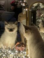 ragdoll brit kruising, Dieren en Toebehoren, Katten en Kittens | Raskatten | Langhaar, Meerdere dieren, Ontwormd, 0 tot 2 jaar