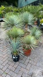 Yucca rostrata, Ophalen, Zomer, Overige soorten, Volle zon