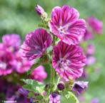 GRATIS AF TE HALEN: Kaarsjeskruid kiemplantjes, Tuin en Terras, Bloembollen en Zaden, Ophalen of Verzenden, Voorjaar, Volle zon