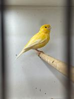 Kanarie man geel, Dieren en Toebehoren, Vogels | Kanaries, Mannelijk, Kleurkanarie