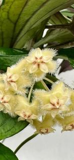 Hoya Erythina, In pot, Minder dan 100 cm, Bloeiende kamerplant, Halfschaduw