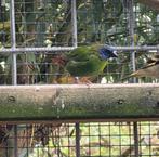 Driekleur papagaai amadine, Mannelijk, Tropenvogel, Geringd