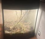 Wandelende takken, Wandelende tak