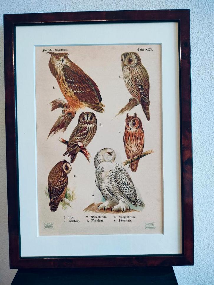 Litho Floericke Vogels Birds Roofvogel Uil Oehoe 1922, Antiek en Kunst, Kunst | Litho's en Zeefdrukken, Ophalen of Verzenden