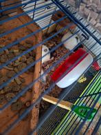 2 volwassen ratten, Dieren en Toebehoren, Rat, December, Vrouwelijk, Tam