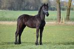Te koop fries arabo jaarling merrie, Merrie, Minder dan 160 cm, Met stamboom, Niet van toepassing