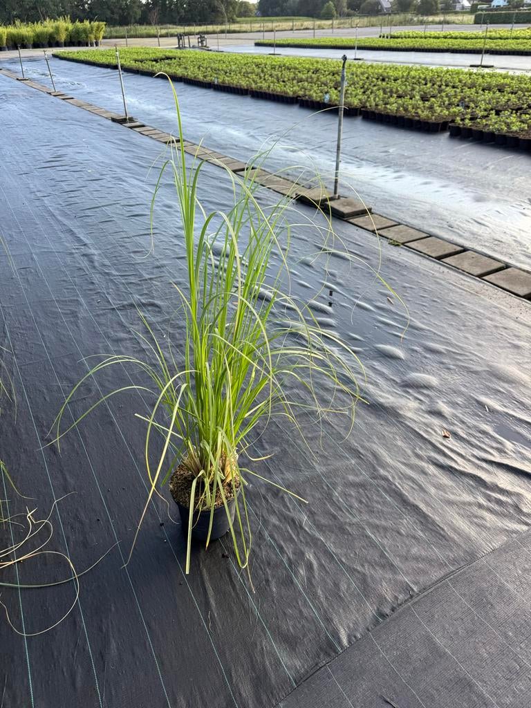 Cortaderia Selloana & Rosea - Volwassen Siergrassen, Tuin en Terras, Planten | Tuinplanten, Ophalen, Volle zon, Vaste plant, Siergrassen