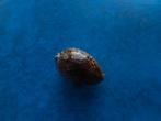 Schelpen: Cypraea arabicula Lamarck gem 19,5mm, Ophalen of Verzenden, Schelp(en)