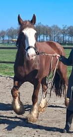 5 jarige vos drumhorse (shire x tinker) merrie., Dieren en Toebehoren, Paarden, Merrie, Gechipt, Onbeleerd, Recreatiepaard