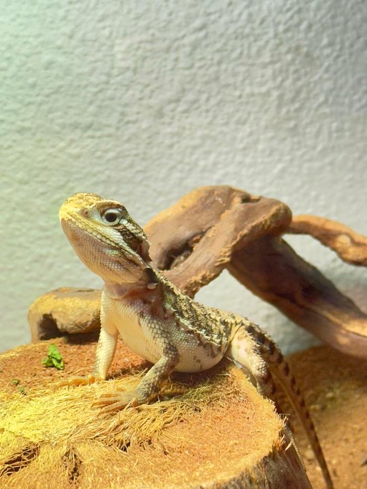 Mini baardagaam ter overname met terrarium Bearded Dragon - unknown for sale from Elfi7K Kuipers
