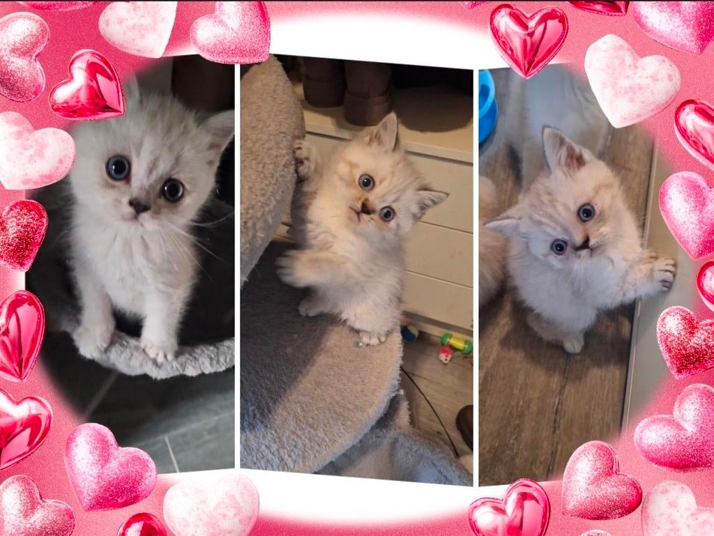 Britse  korthaar kittens
