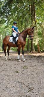 Sportpaard te koop! Dressuur en springen, Dieren en Toebehoren, Paarden, Ruin, Springpaard, 7 tot 10 jaar