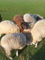 Guste ooien, Dieren en Toebehoren, Vrouwelijk, Schaap