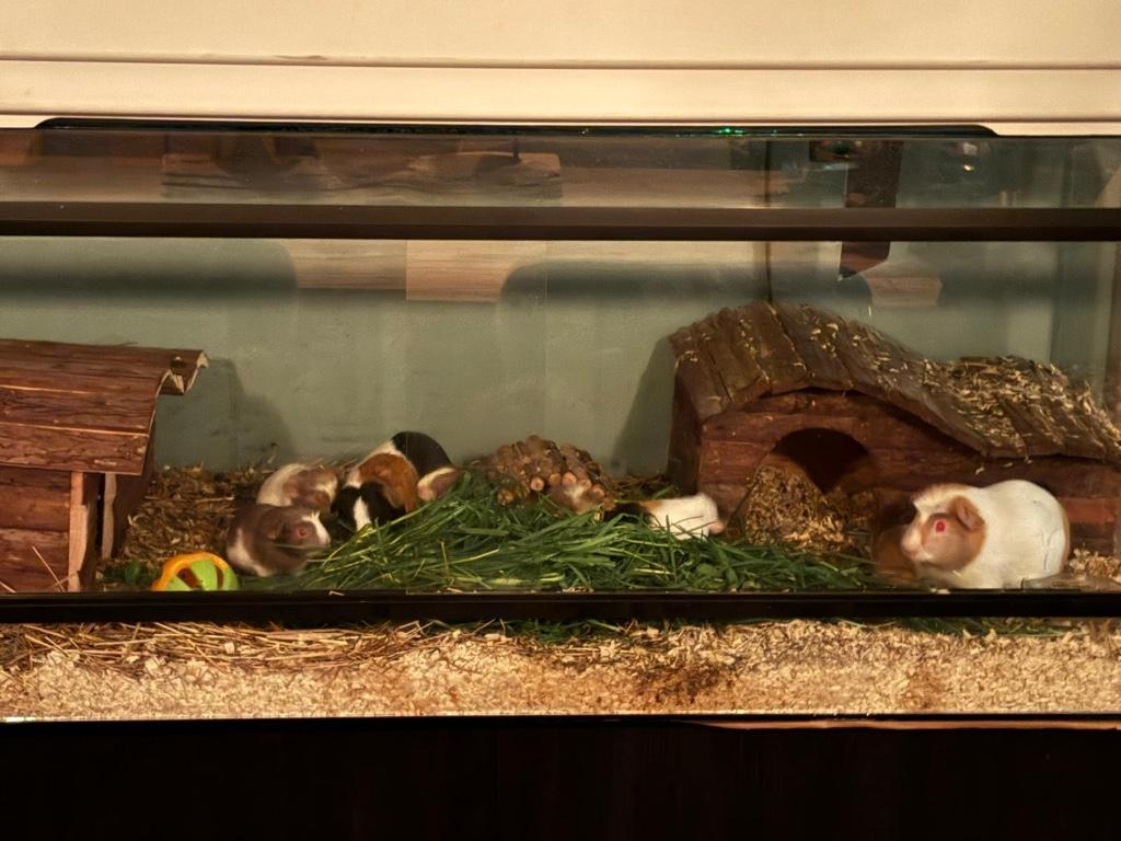 Cavia’s, Dieren en Toebehoren, Knaagdieren, Cavia, April, Meerdere dieren, Tam