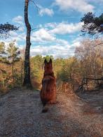 Honden opvang  / Jonge honden grootbrengen