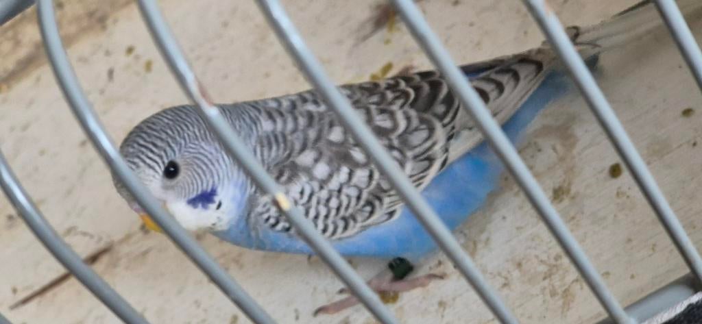 Melanistic spangle split blackface, Dieren en Toebehoren, Mannelijk, Parkiet