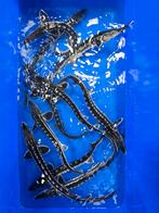 Stellatus Steur 35-40 cm, Dieren en Toebehoren, Vissen | Vijvervissen, Steur