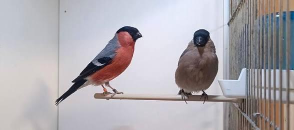 Gezocht: Vogels voor in buitenvolière, Dieren en Toebehoren, Vogels | Overige Vogels, Wildzangvogel, Meerdere dieren