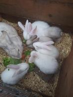Te koop jonge konijnen 7 week oud reus vader, Dieren en Toebehoren, Konijnen, Meerdere dieren