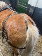 Compleet mentuig, Dieren en Toebehoren, Ophalen, Gebruikt, Overige soorten