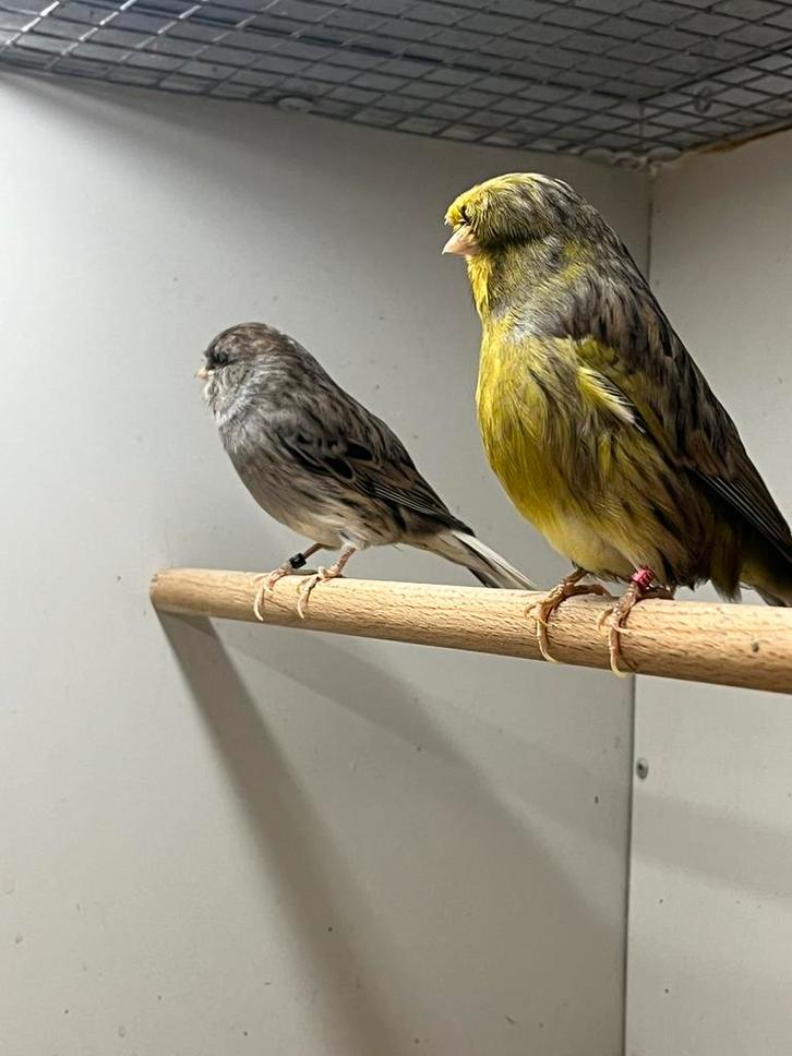 Gloster Kanaries, Dieren en Toebehoren, Vogels | Kanaries, Postuurkanarie, Mannelijk