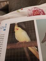 Zoek span valkparkieten, Dieren en Toebehoren, Meerdere dieren, Parkiet