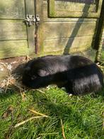 Cavia(mannetje) te koop, Dieren en Toebehoren, Knaagdieren, Cavia, Mannelijk, Juli, Tam