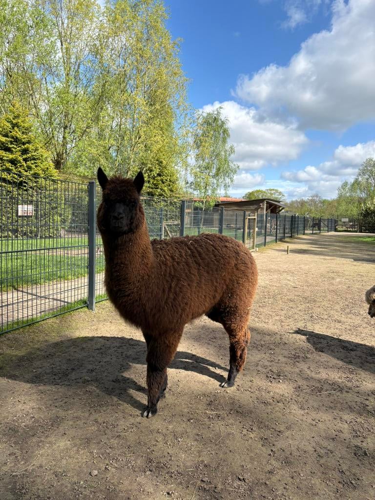 Alpaca hengst, Dieren en Toebehoren, Overige Dieren, Mei, Mannelijk