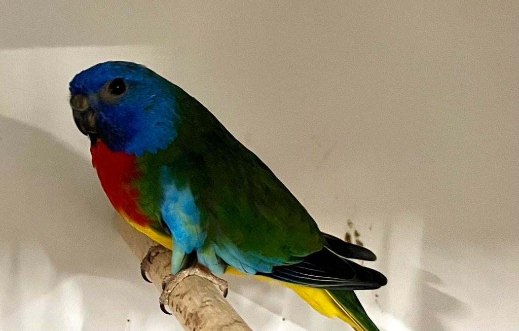 Diverse koppels splendidparkiet ( splendid ), Dieren en Toebehoren, Meerdere dieren, Parkiet, Geringd