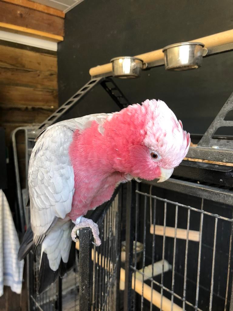 Tamme roze kaketoe,s, Dieren en Toebehoren, Vogels | Parkieten en Papegaaien, Meerdere dieren, Papegaai