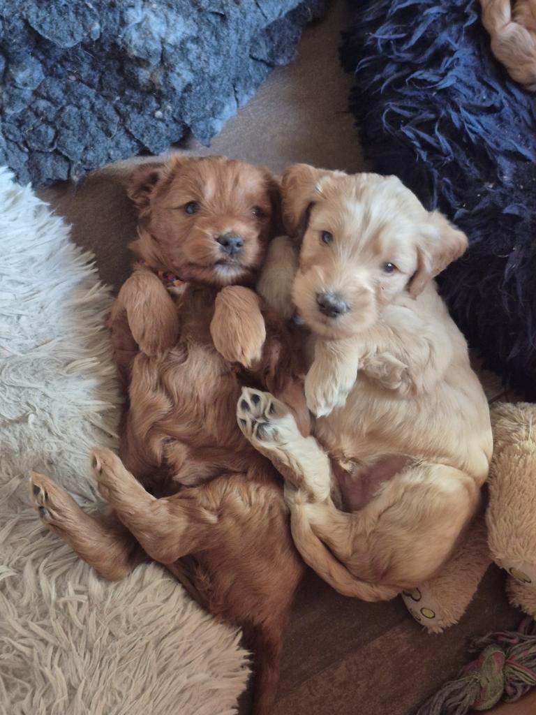 Labradoodle multigen pups, Parvo, Nederland, Overige rassen, 8 tot 15 weken