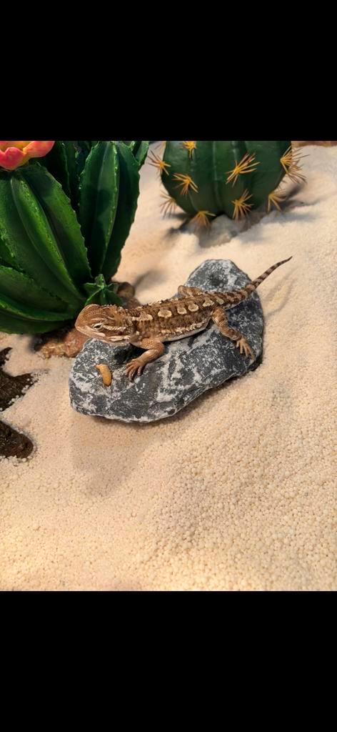 Dwergbaardagaam Bearded Dragon - unknown for sale from Wieb