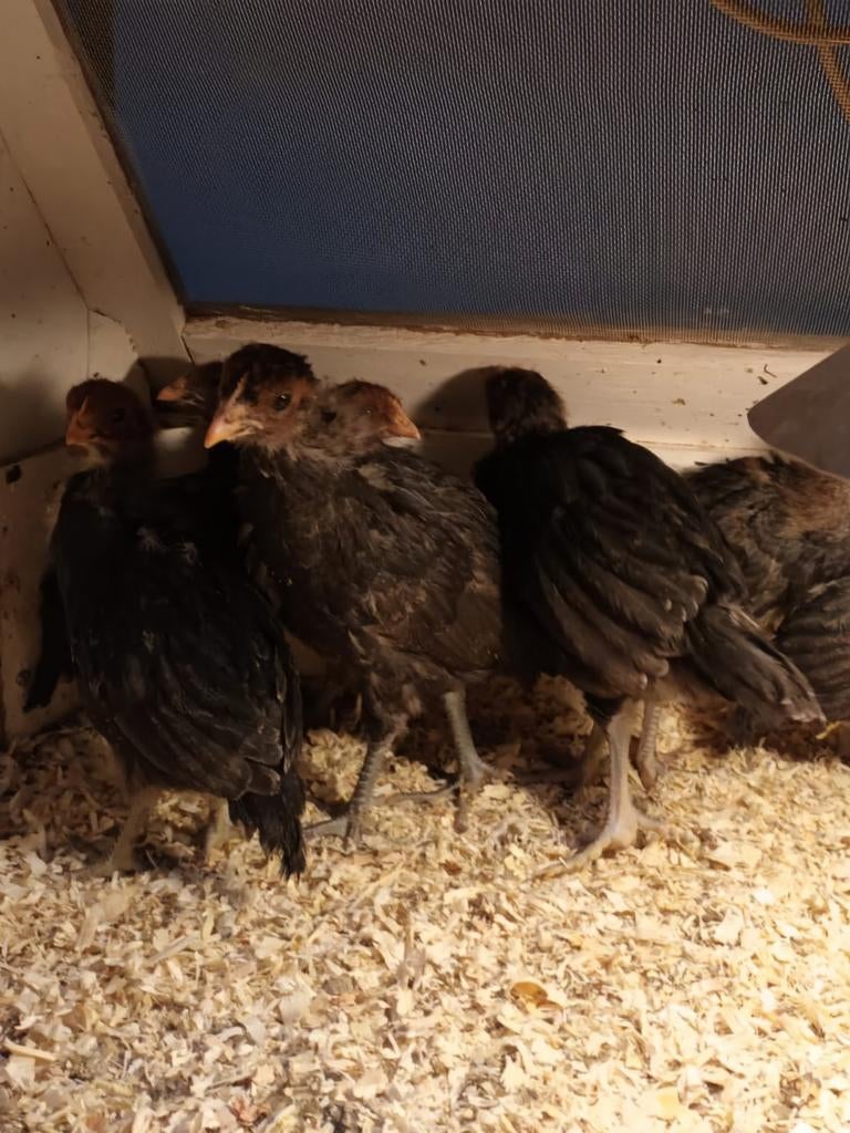 Bergse kraaier kuikens, Dieren en Toebehoren, Pluimvee, Kip, Geslacht onbekend