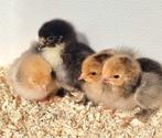 Brahma kriel hen kuikens geënt, Dieren en Toebehoren, Pluimvee, Meerdere dieren, Kip
