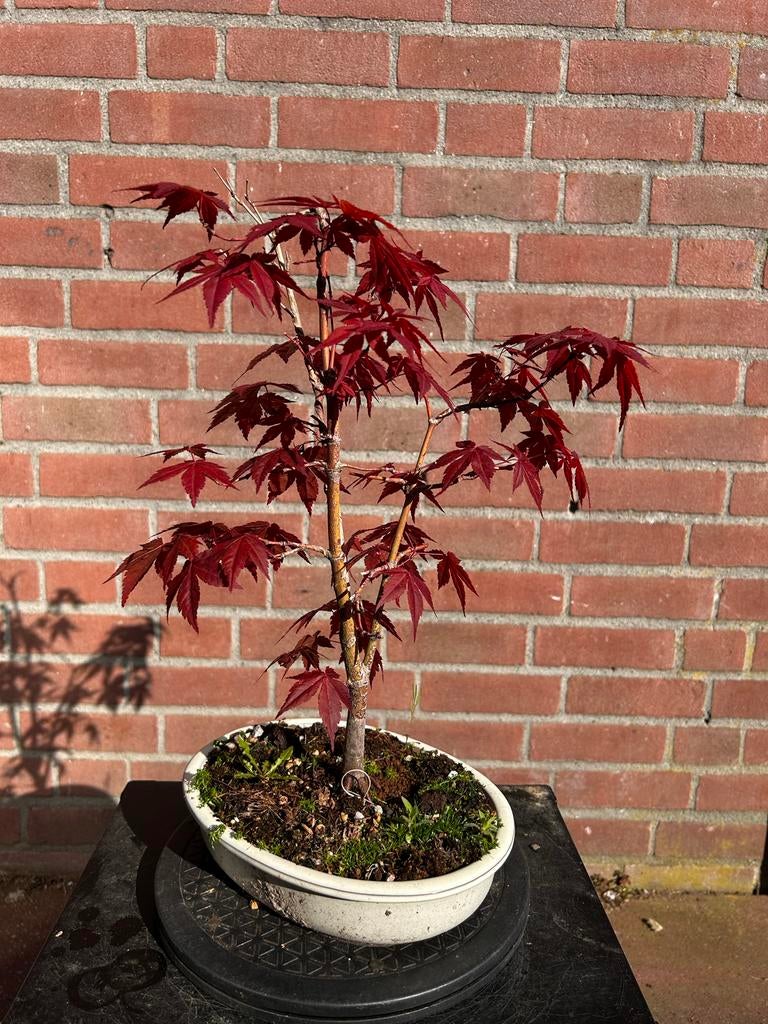 Acer bonsai, Volle zon, Vaste plant, Bloeit niet, Ophalen