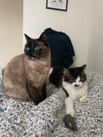 Two cats to give away, Dieren en Toebehoren, Poes