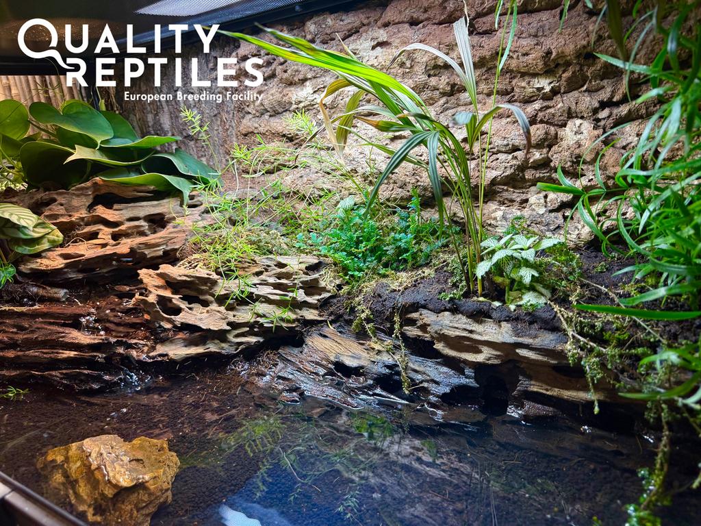 Koppel rood oog krokodil skinken (Tribolonotus gracilis), Hagedis, 0 tot 2 jaar